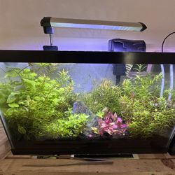 10 gallon aquarium 