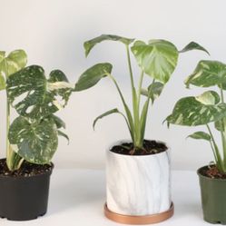 Monstera Plant