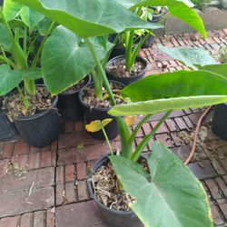 Beautiful And Healthy  Elephant Ears 