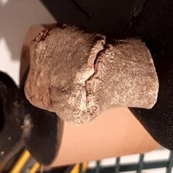 Petrified T-Rex Bone 