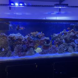 Fish Tank 