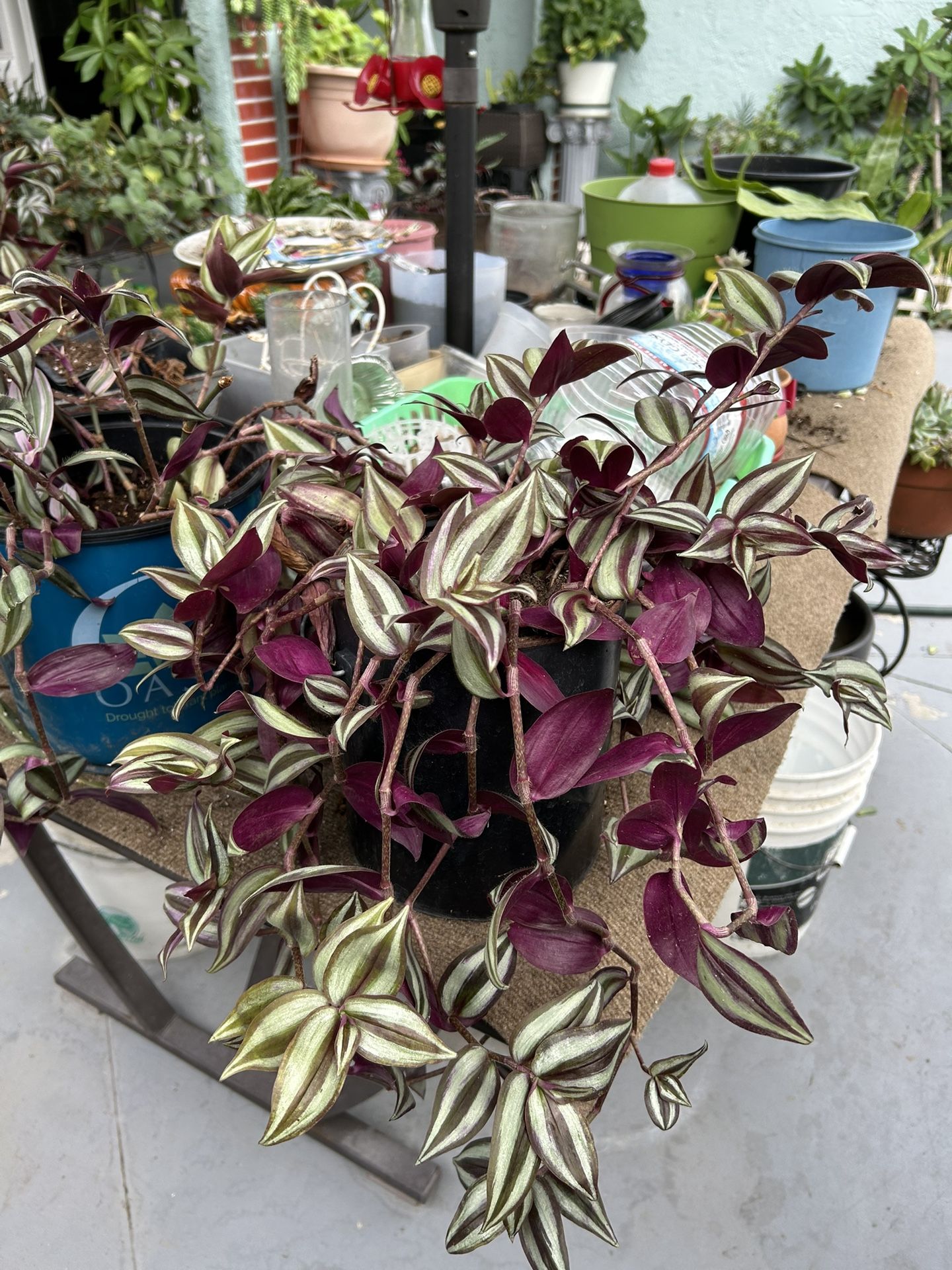Una Planta Suculenta