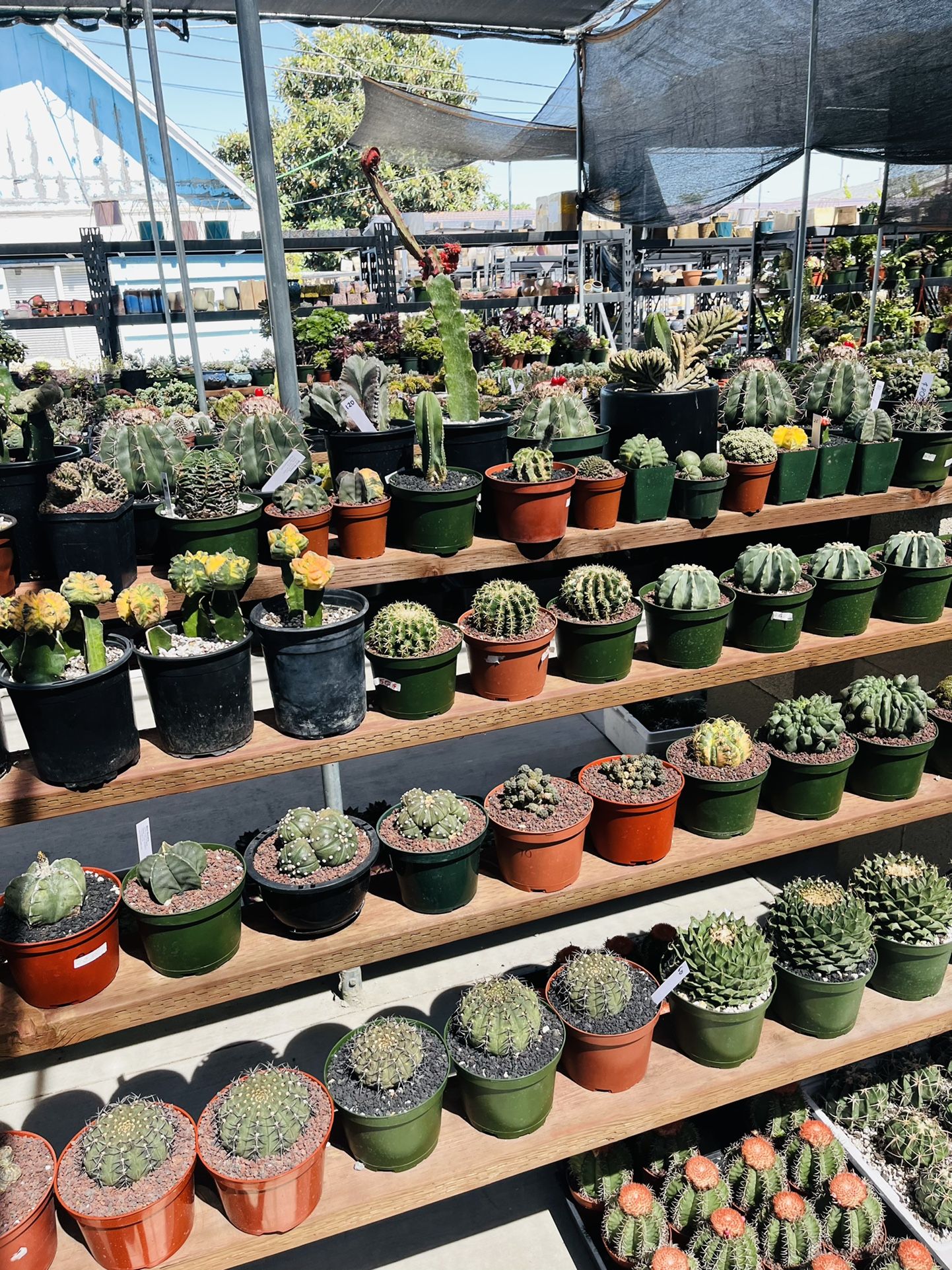 Walk-in Only Rare Cactus And Succulents Imported