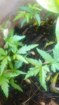 Neem plant