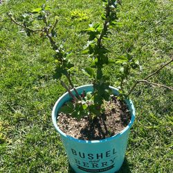 3 Gallon Blue Berry “ Baby Cakes In Bud