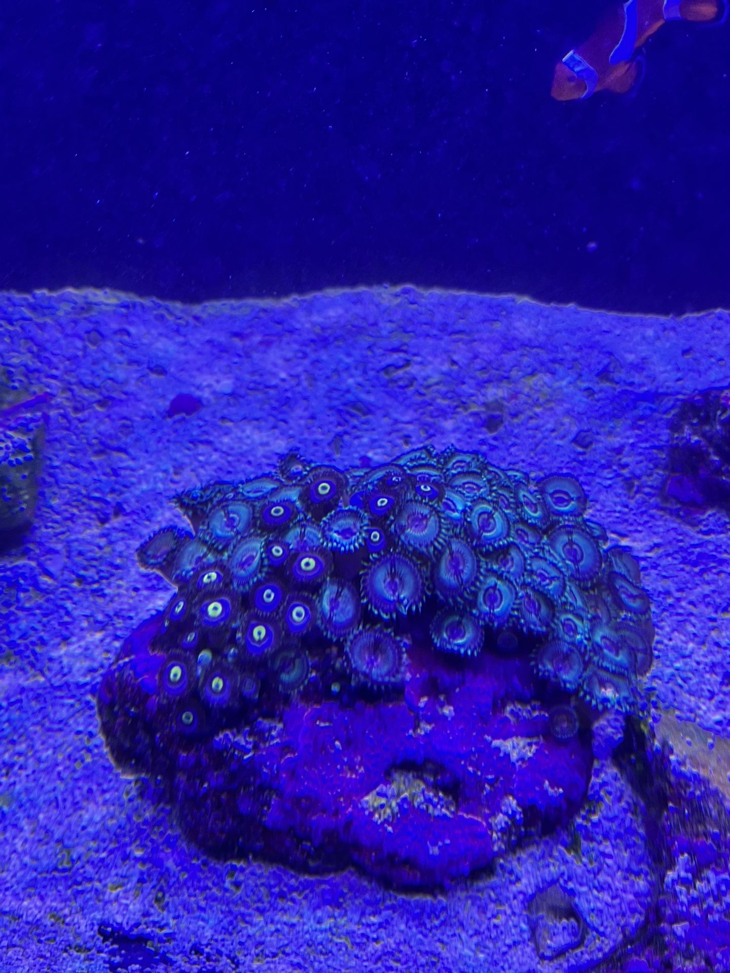 Live Coral WWC Ultra AOI Zoas