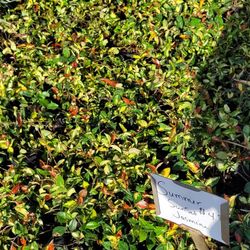 JASMINE SUNSET