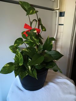 Plant