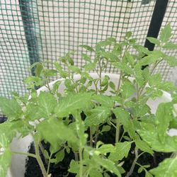 Tomato Seedlings- 4  For $1
