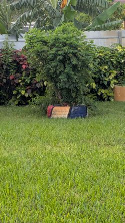 Katuk plants