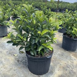 Sweet viburnum 7 gallon $25 delivery available 