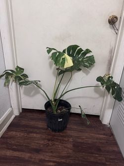 Monstera Thai Constellation Plant 3gal 