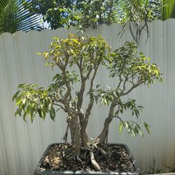 Ficus Forest Bonsai for Sale in North Miami Beach, FL - OfferUp