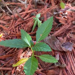 Two Dollars Extra Small Baby Plant