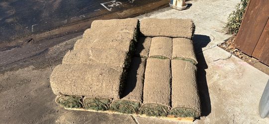 Fescue sod