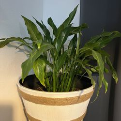 Plant. (Peace Lily )