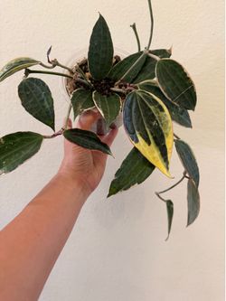 Hoya Macrophylla Albomarginata - $20