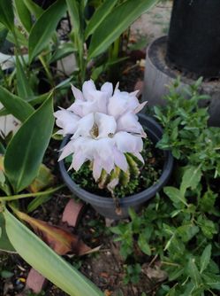 Cactus Pink And White 2 Color End  1
