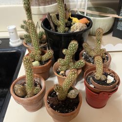 Mammillaria Elongata Gold Lace Lady finger  Pot Not Included 