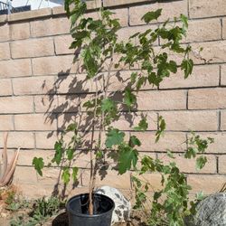 Mulberry Trees for Sale 