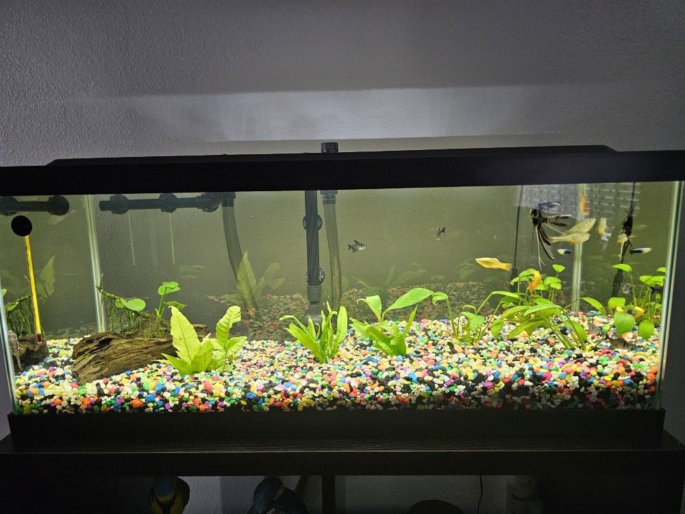 Fish tank with stand