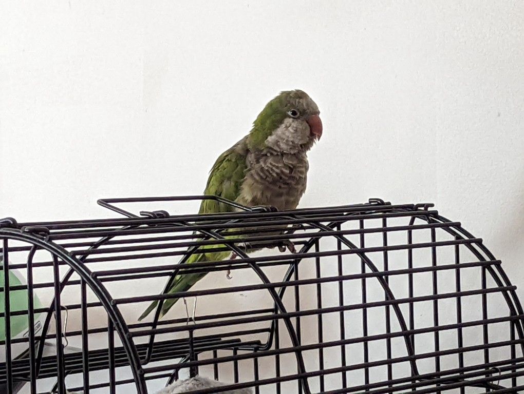 Quaker Parrot Green
