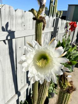 Cactus 🌵
