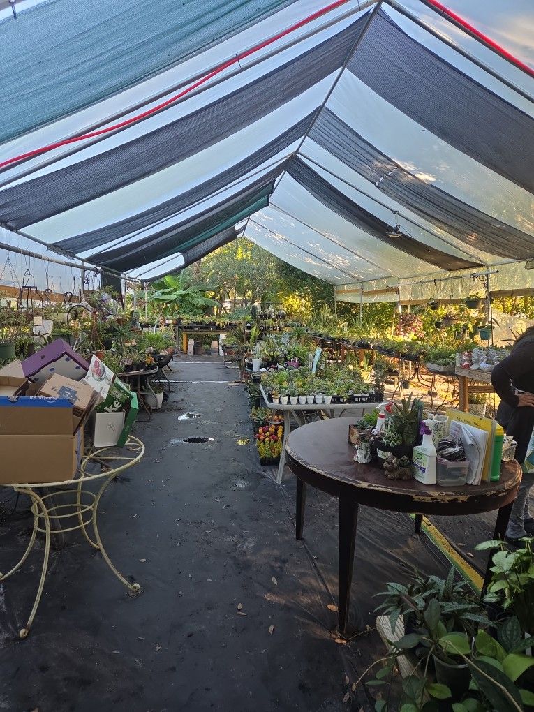 Hoyas, Succulents, Cactus And Houseplants Backyard Sale Starting At 9 Am Today. 11508 Judge Ave, Orlando 32817.