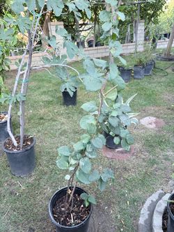 Quince tree - árbol de membrillo