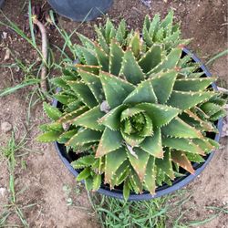 Plants