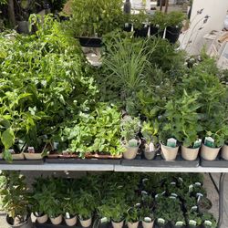 Herd Plants And Chili Plants