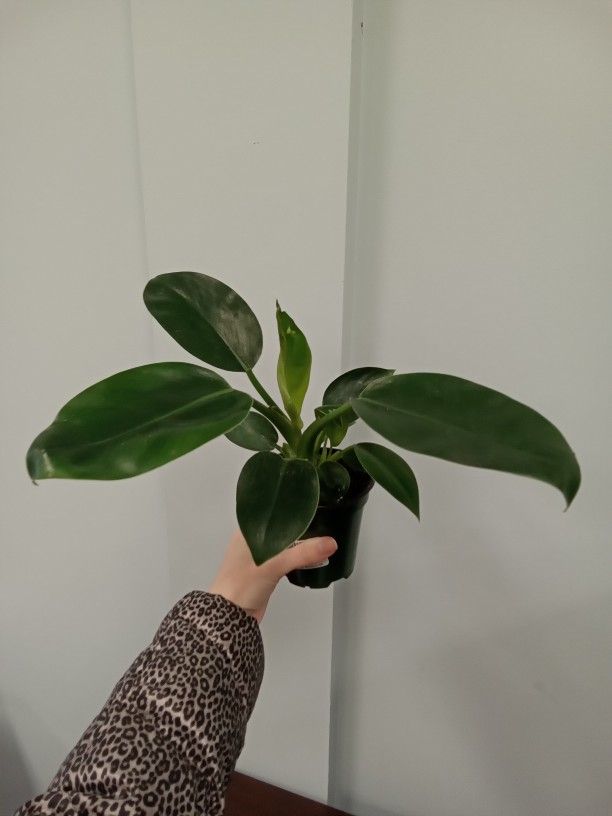 4" Philodendron Green Diamond - House Plant