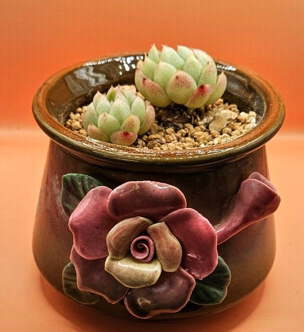 Echeveria Pure Love Rare Korean Import  Succulent 2 Heads