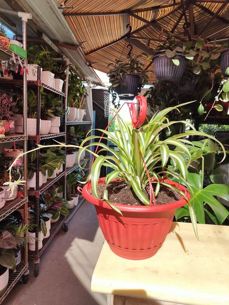 Spider Hanging Plant & More