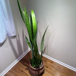 Snake Plant House Plant