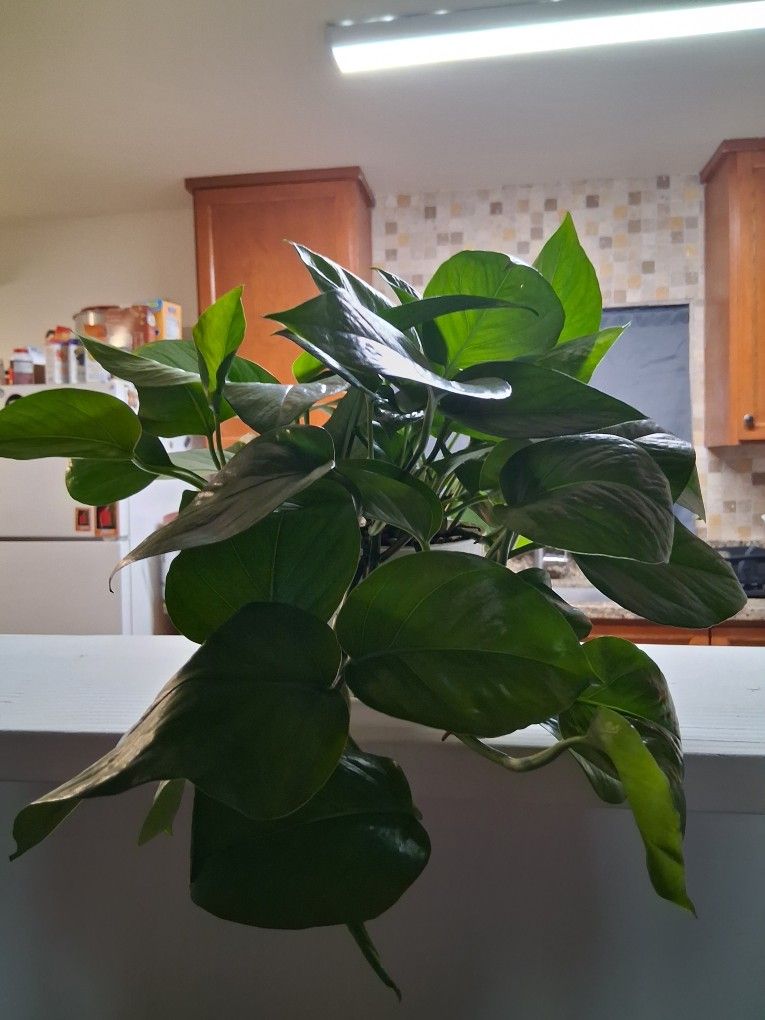 Pothos Plant 