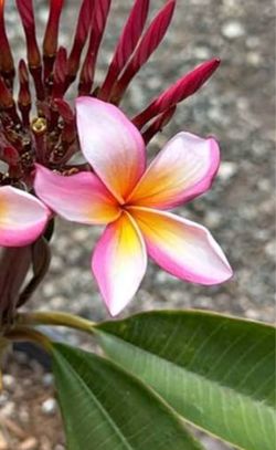 Plumeria pink