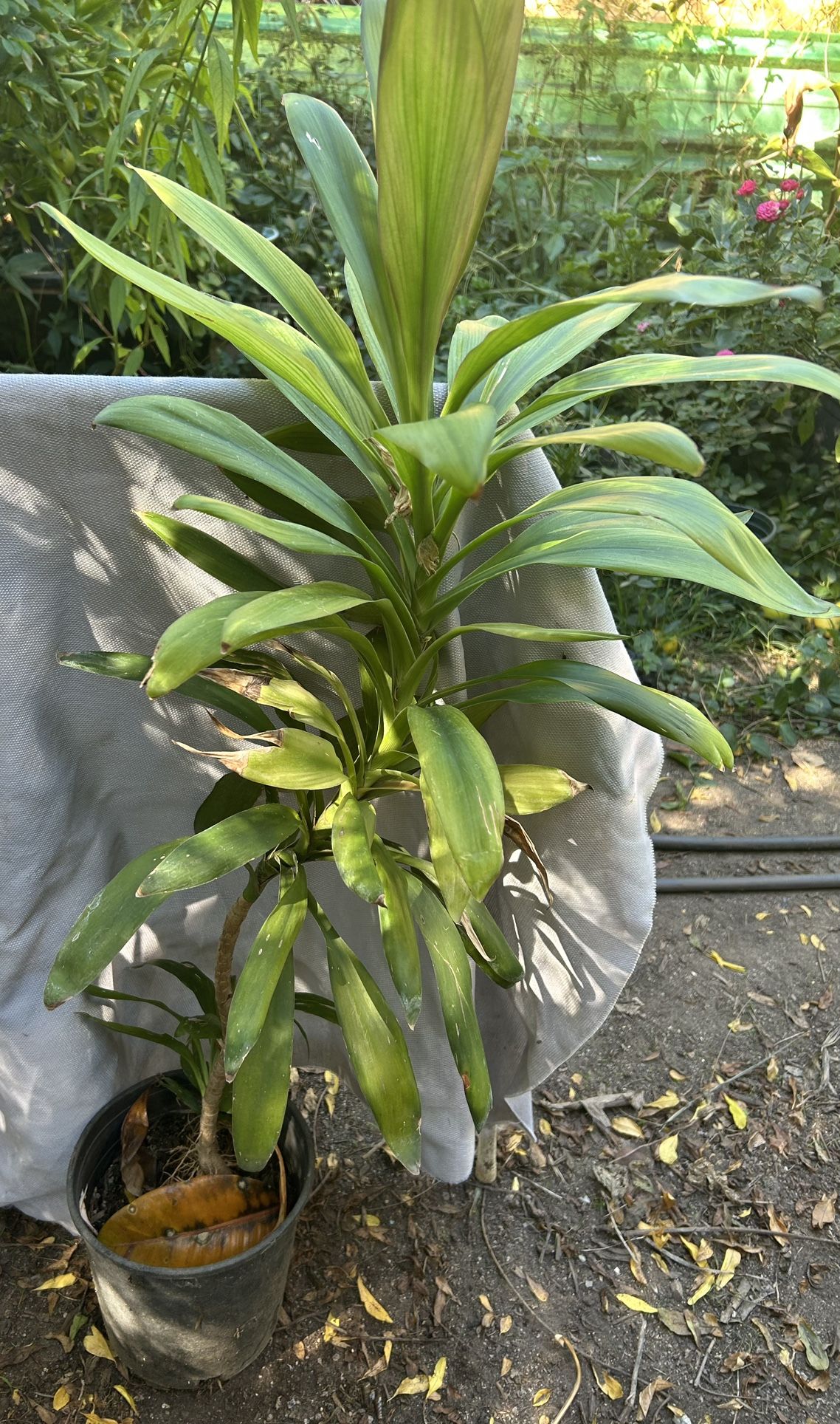 Dracaena Plant