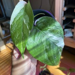  Epipremnum pinnatum variegated Albo