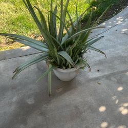 $20 por esta sábila