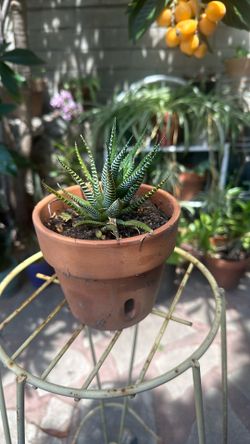 Mini Succulent