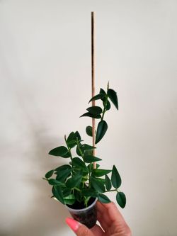 Hoya Bella