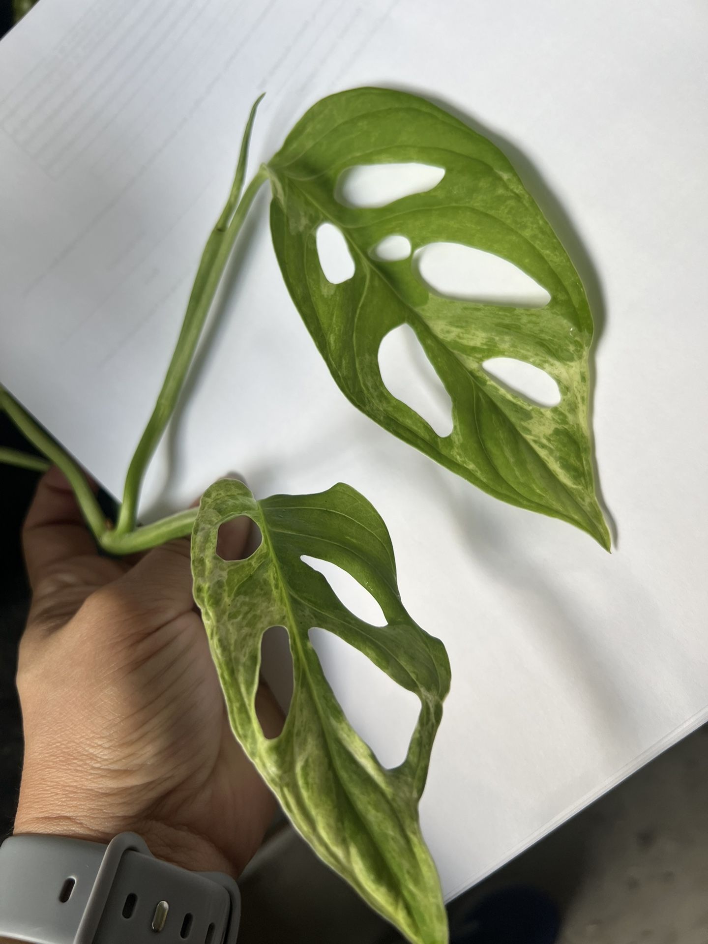 Variegated Monstera Adansonii Cutting