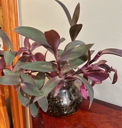 Tradescantia Zebrina Live Plant in Glass Vase