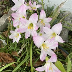 Pink Lillies Bulbs