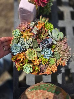 Succulent Arrangements mothers day