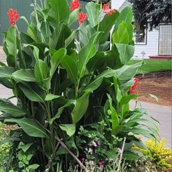 Canna Tubers /6 Large Pieces 