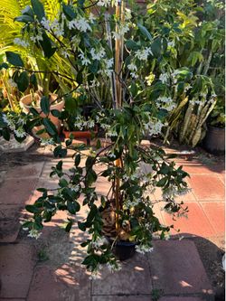 Star jasmine