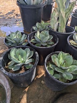 $40e delivered 5gal agaves