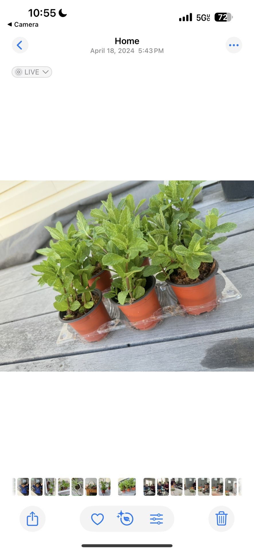 Organic Mint